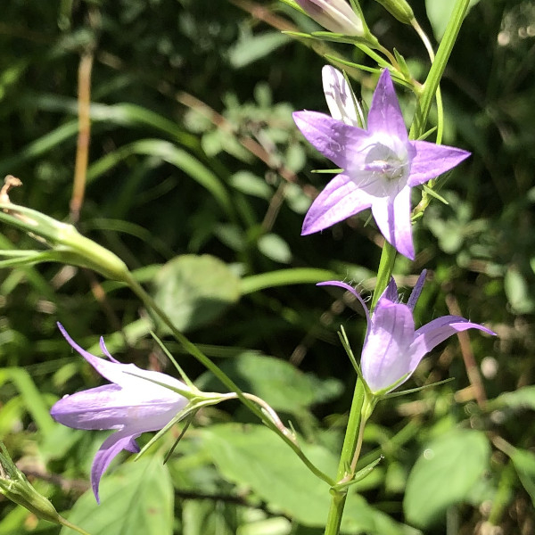 Campanule raiponce (Campanula rapunculus) &copy; Nicolas Macaire / LPO